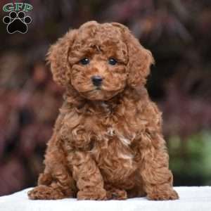 Tyson, Miniature Poodle Puppy